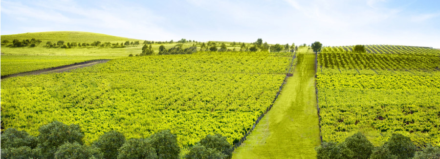 AqauB_Orchard_Web_15overlay